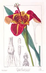 タイガーフラワーまたはピーコックフラワー、1836年（手描きの彫刻）